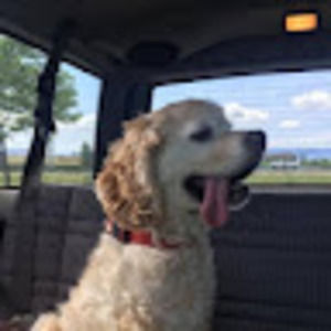 Meet your Posher, Gracie